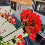 Guest Melsambria Nesebar