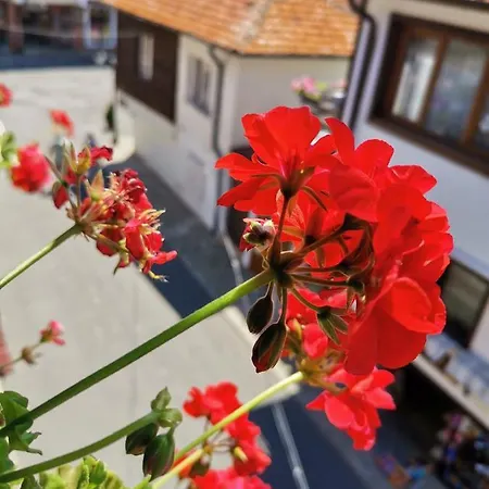 Guest Melsambria Nessebar