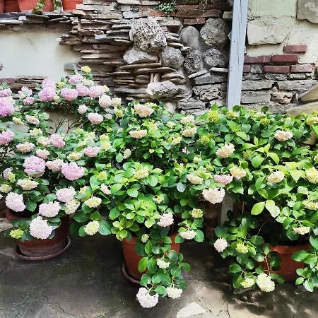 Gasthof Guest Melsambria 4*