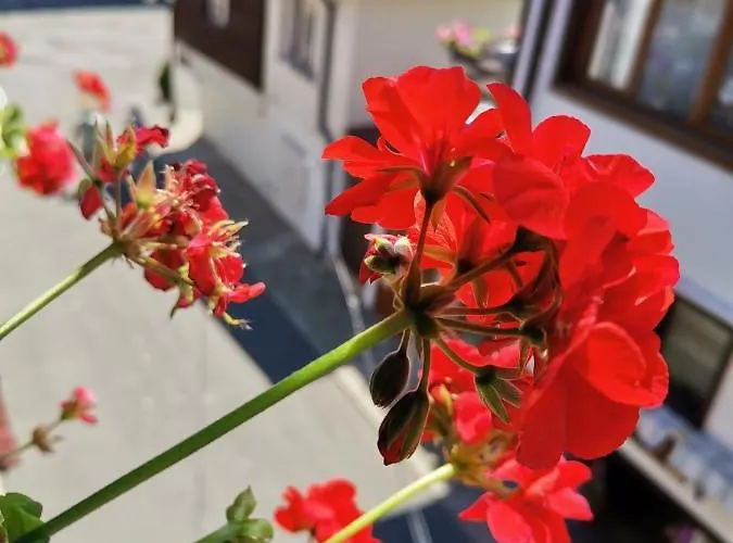 Guest Melsambria נסבר